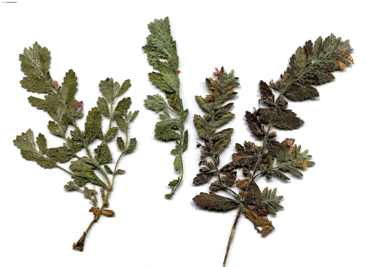 Teucrium scordium (Lamiaceae)